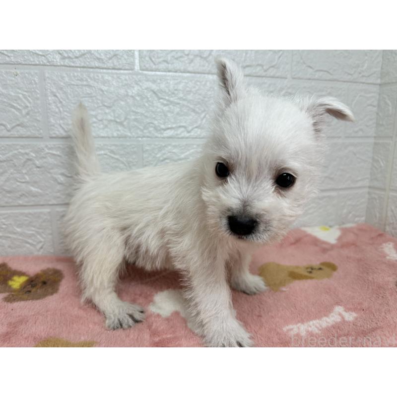 成約済の埼玉県のウエストハイランドホワイトテリア(ウエスティ)-439970の4枚目