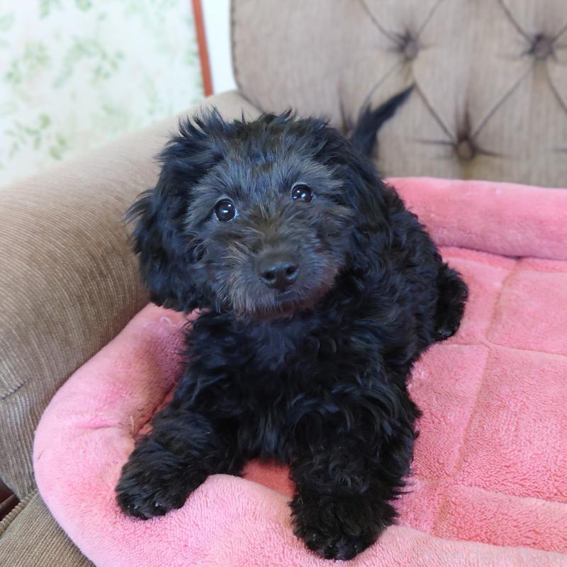 販売中ののダップー:ミニチュアダックスフンド×トイプードル-429284