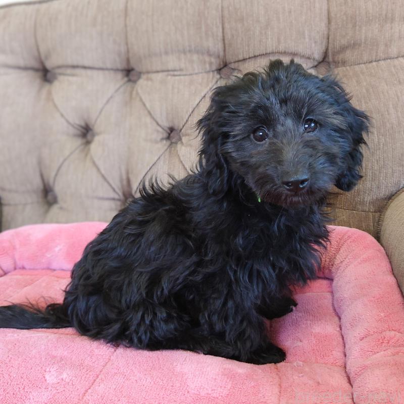 販売中の埼玉県のダップー:ミニチュアダックスフンド×トイプードル-429286