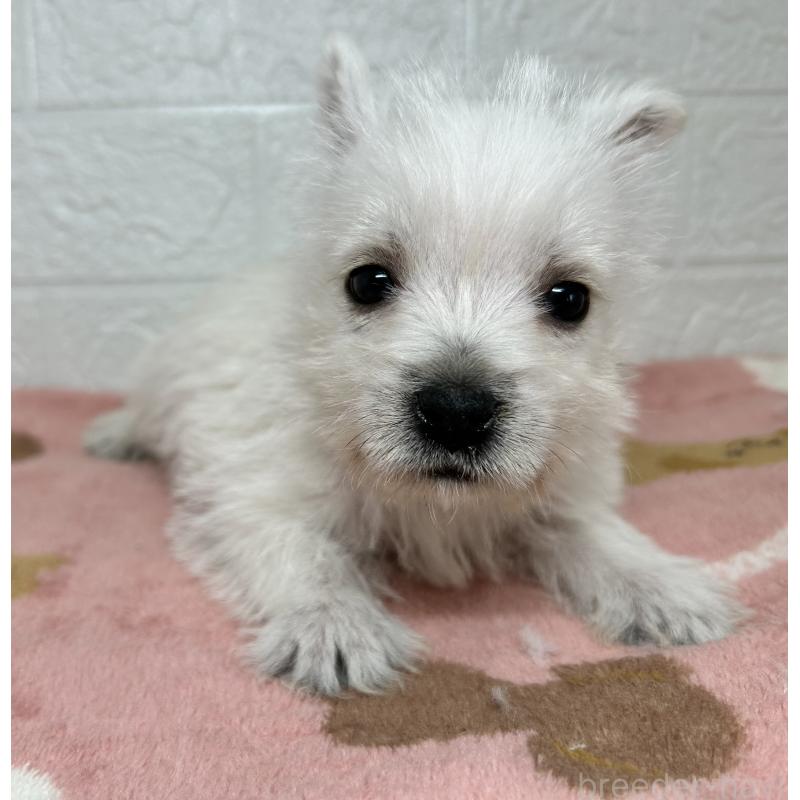 成約済の埼玉県のウエストハイランドホワイトテリア(ウエスティ)-439974の8枚目