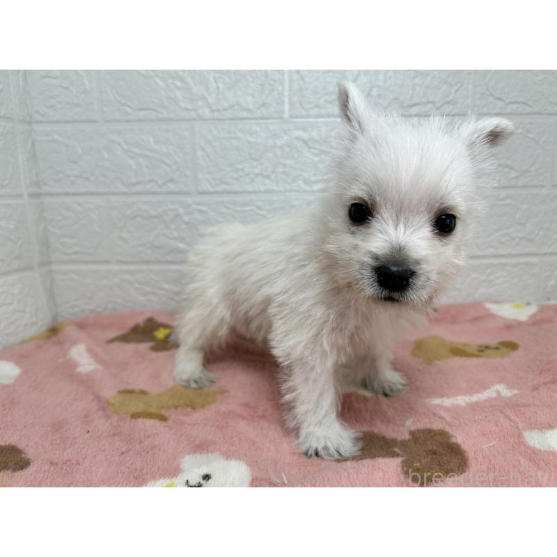 成約済の埼玉県のウエストハイランドホワイトテリア(ウエスティ)-439974の7枚目