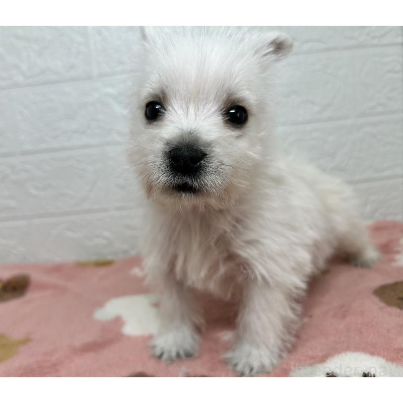 成約済の埼玉県のウエストハイランドホワイトテリア(ウエスティ)-439974の6枚目