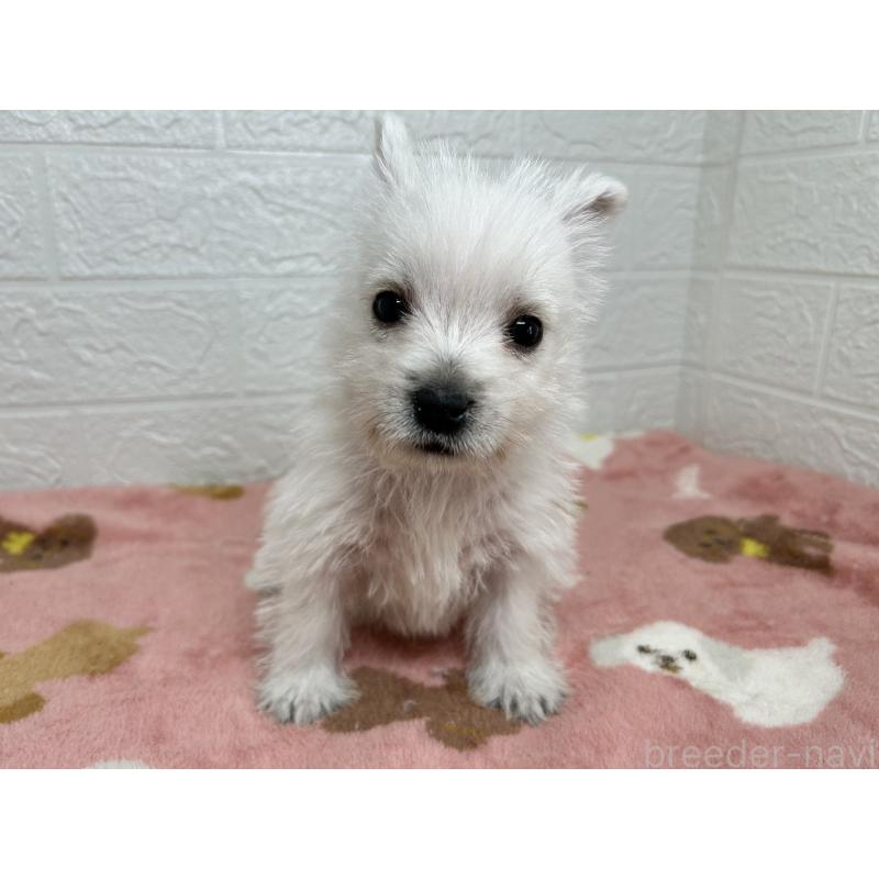 成約済の埼玉県のウエストハイランドホワイトテリア(ウエスティ)-439974の5枚目