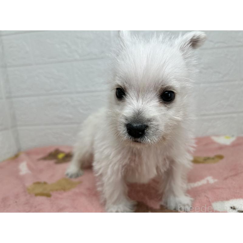 成約済の埼玉県のウエストハイランドホワイトテリア(ウエスティ)-439974の4枚目