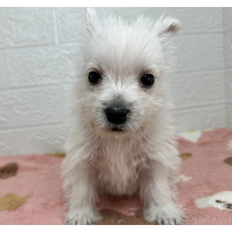 成約済の埼玉県のウエストハイランドホワイトテリア(ウエスティ)-439974の3枚目