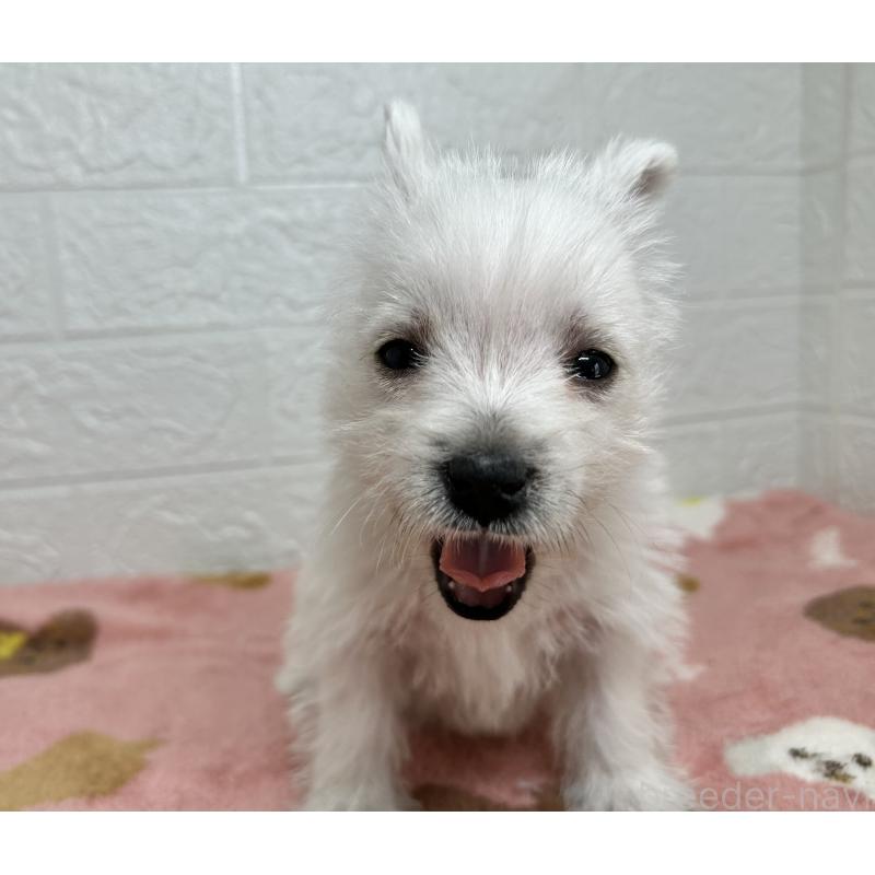 成約済の埼玉県のウエストハイランドホワイトテリア(ウエスティ)-439974の2枚目