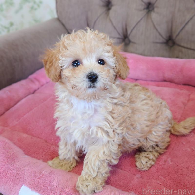 販売中の埼玉県のタイニープードル-437394