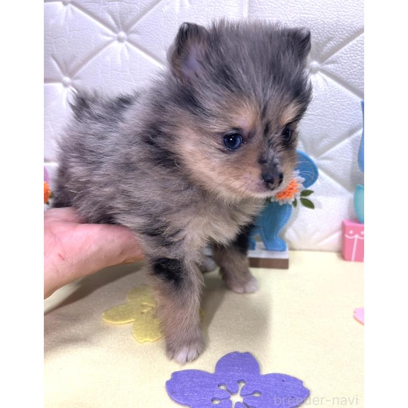 販売中の茨城県のポメラニアン-435992の7枚目