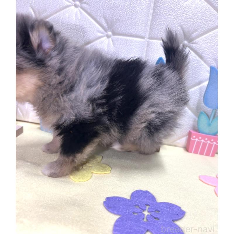 販売中の茨城県のポメラニアン-435992の6枚目