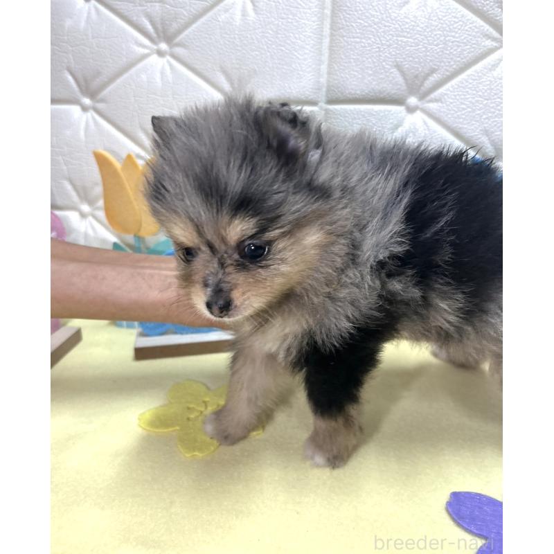 販売中の茨城県のポメラニアン-435992の3枚目