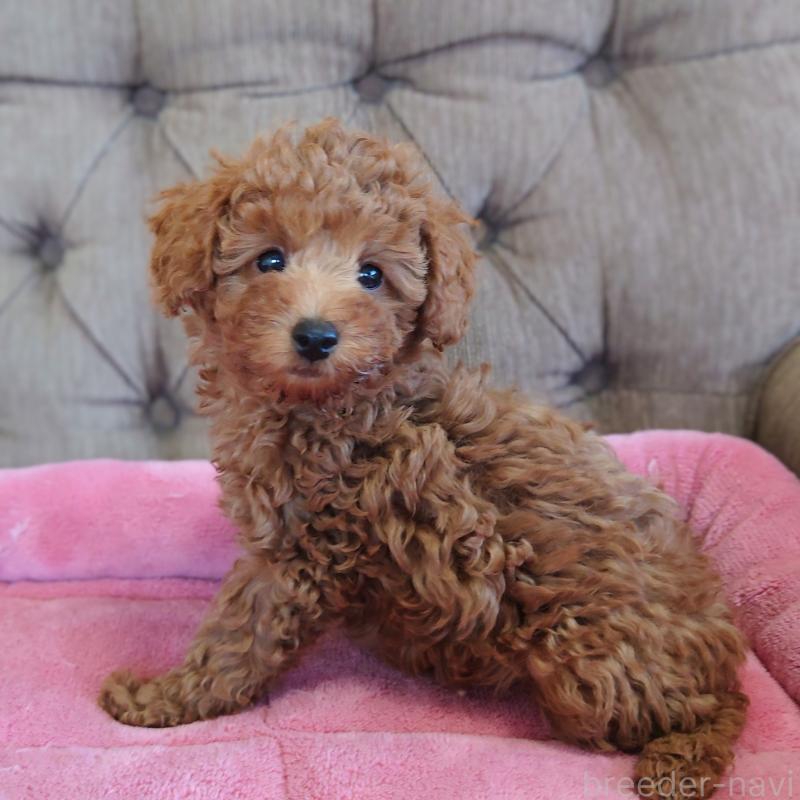 販売中の埼玉県のタイニープードル-437389