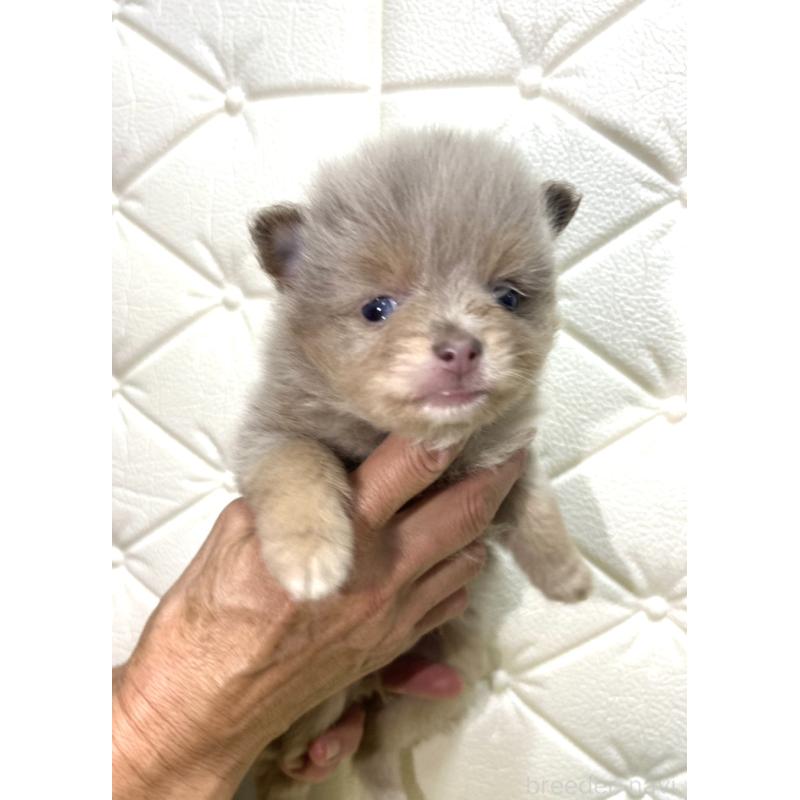 販売中の茨城県のポメラニアン-435987の5枚目