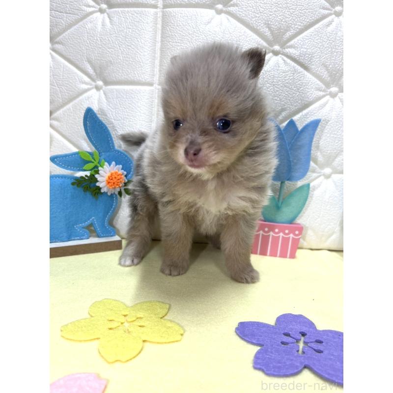 販売中の茨城県のポメラニアン-435987の4枚目