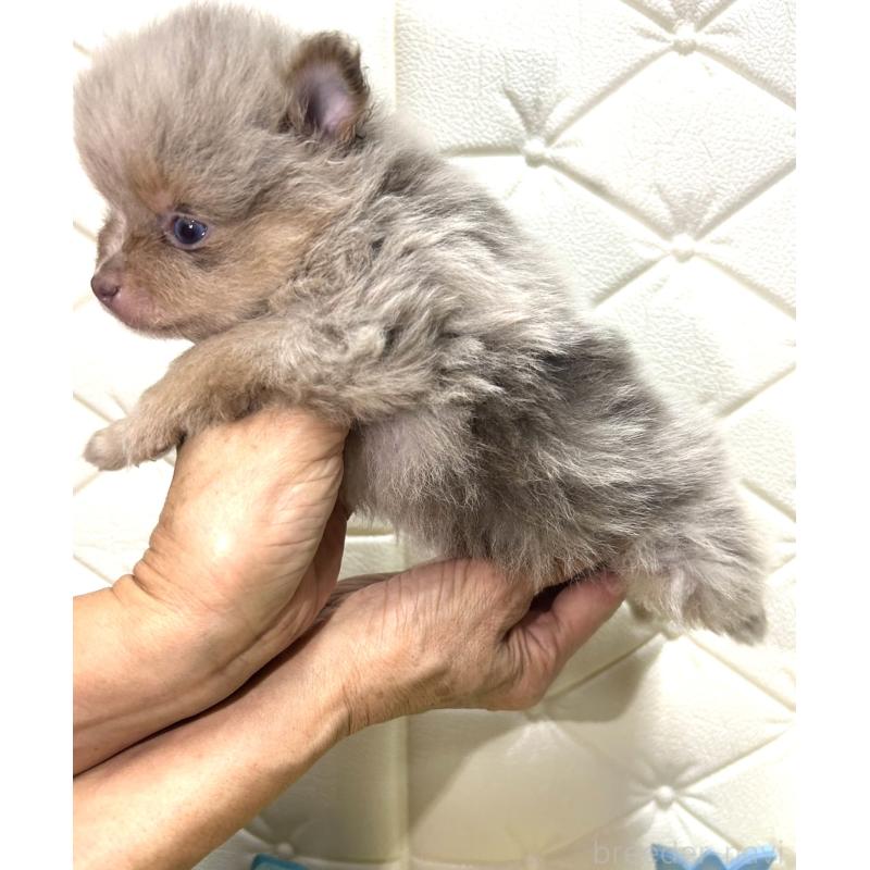 販売中の茨城県のポメラニアン-435987の3枚目