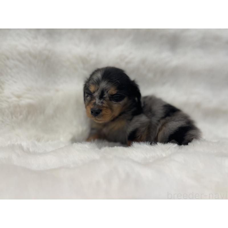 成約済の愛知県のカニンヘンダックスフンド(ロングヘアード)-437055の5枚目