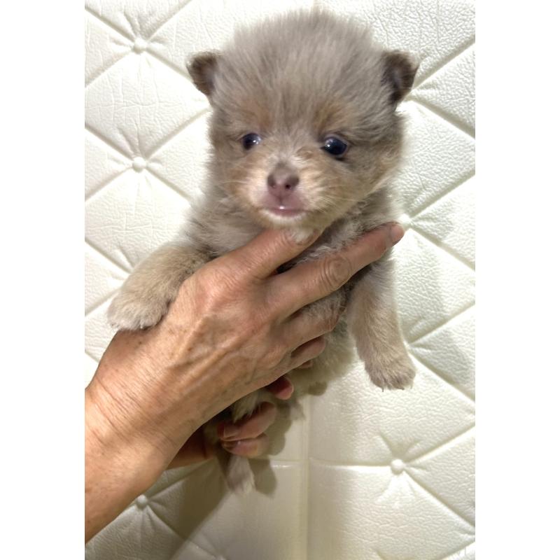 販売中の茨城県のポメラニアン-435987の2枚目