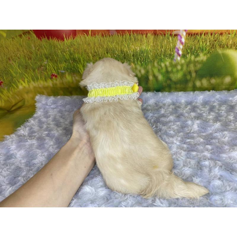 販売中の神奈川県のマルプー:マルチーズ×トイプードル-442177の4枚目