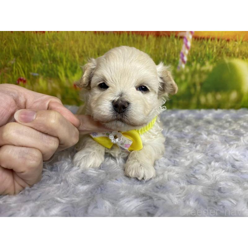 販売中の神奈川県のマルプー:マルチーズ×トイプードル-442177の1枚目