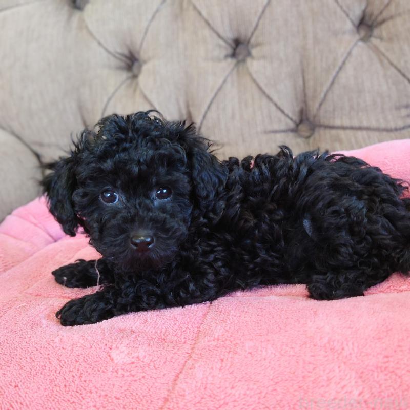 販売中の埼玉県のタイニープードル-437391の9枚目