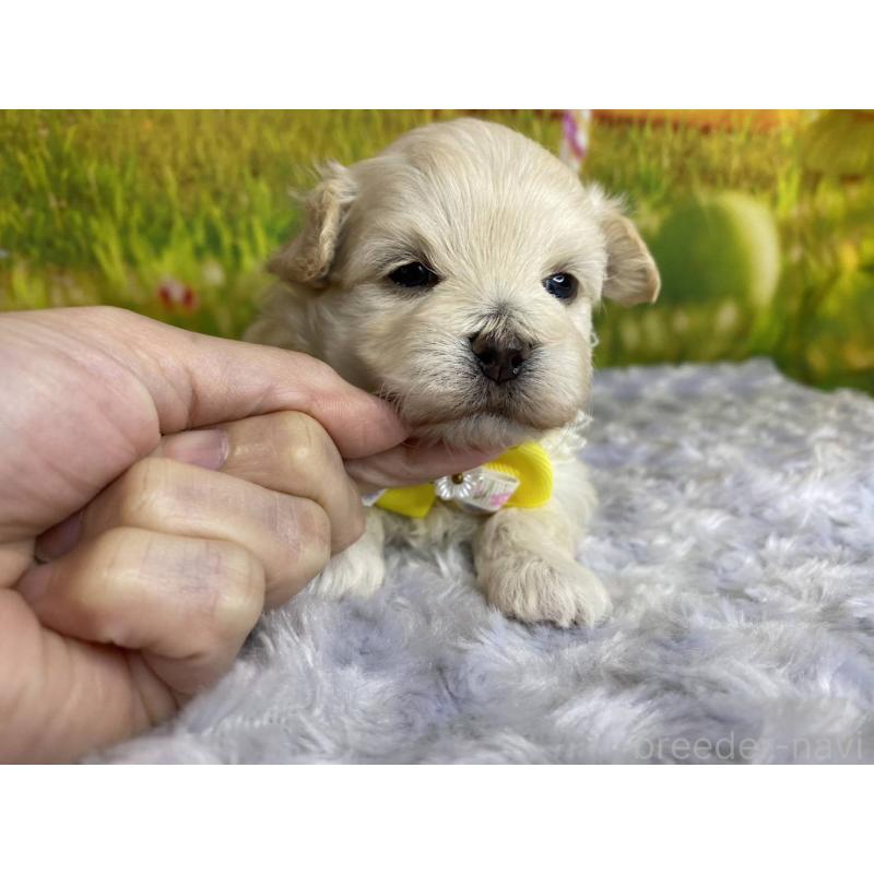 販売中の神奈川県のマルプー:マルチーズ×トイプードル-442177の3枚目