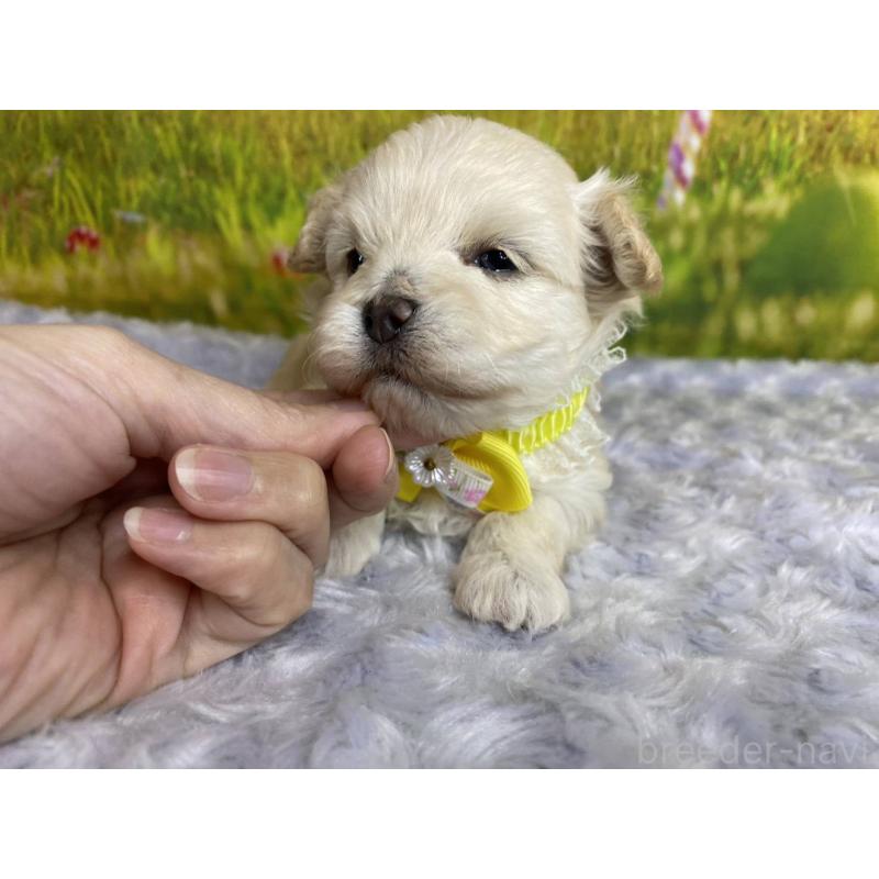 販売中の神奈川県のマルプー:マルチーズ×トイプードル-442177の2枚目