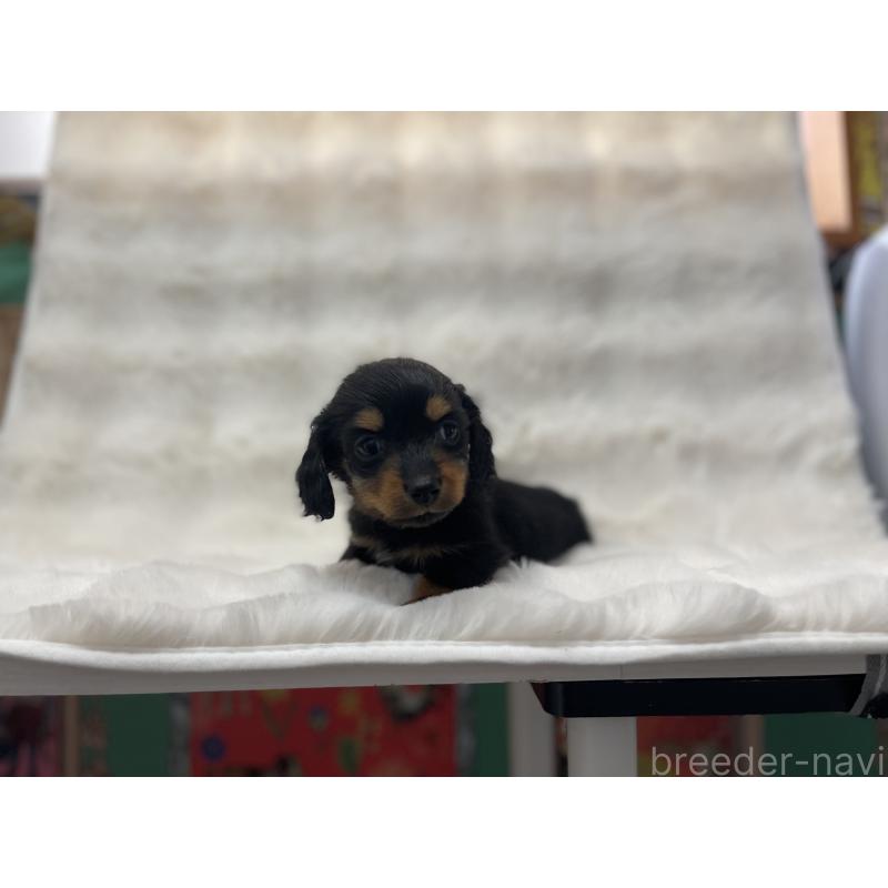 販売中の愛知県のミニチュアダックスフンド(ロングヘアード)-442180の5枚目