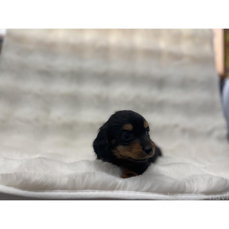 販売中の愛知県のミニチュアダックスフンド(ロングヘアード)-442180の4枚目