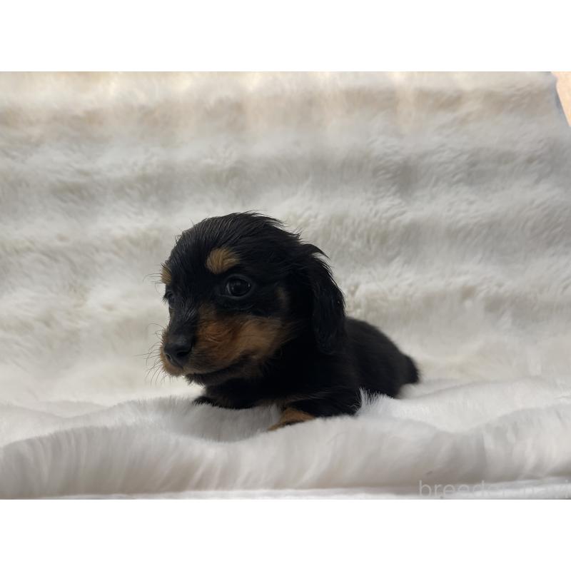 販売中の愛知県のミニチュアダックスフンド(ロングヘアード)-442180の3枚目