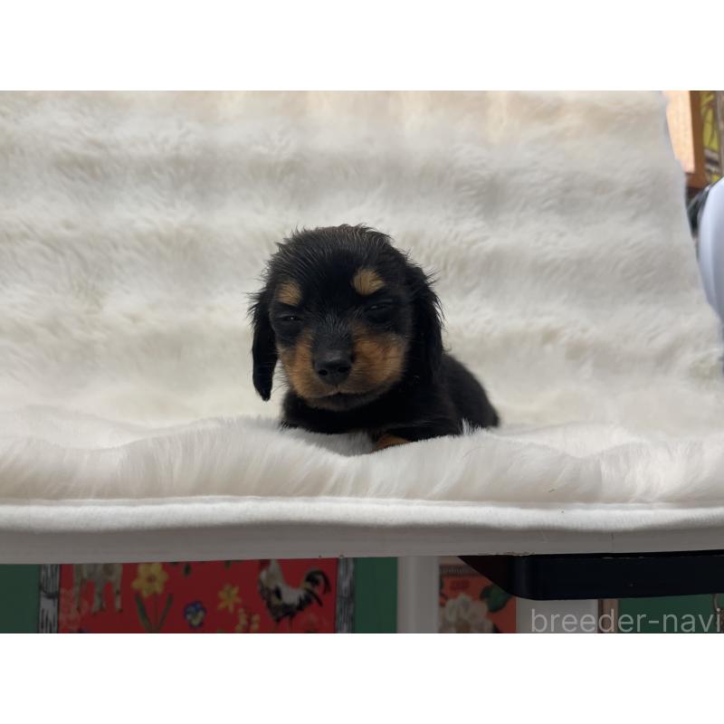 販売中の愛知県のミニチュアダックスフンド(ロングヘアード)-442180の2枚目