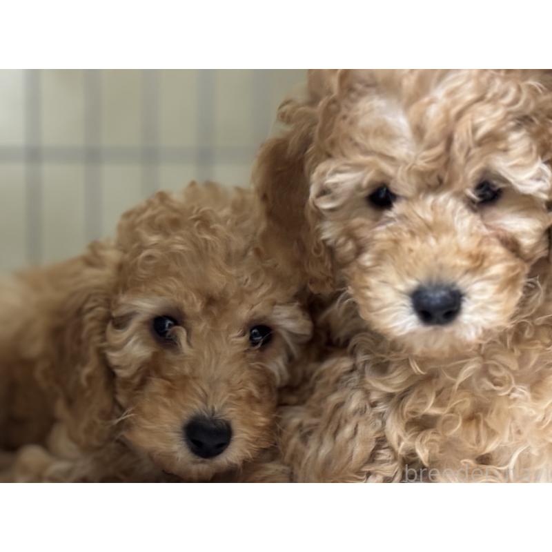 成約済の栃木県のミディアムプードル-439602の3枚目