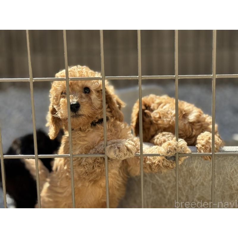 成約済の栃木県のミディアムプードル-439602の2枚目