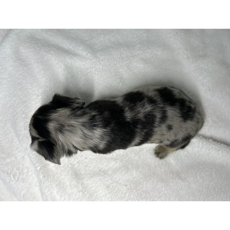 販売中の埼玉県のチワックス:チワワ×ミニチュアダックスフンド-442194の8枚目