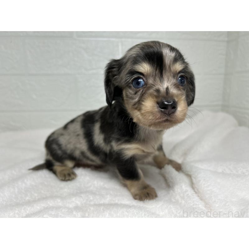 販売中の埼玉県のチワックス:チワワ×ミニチュアダックスフンド-442194の7枚目