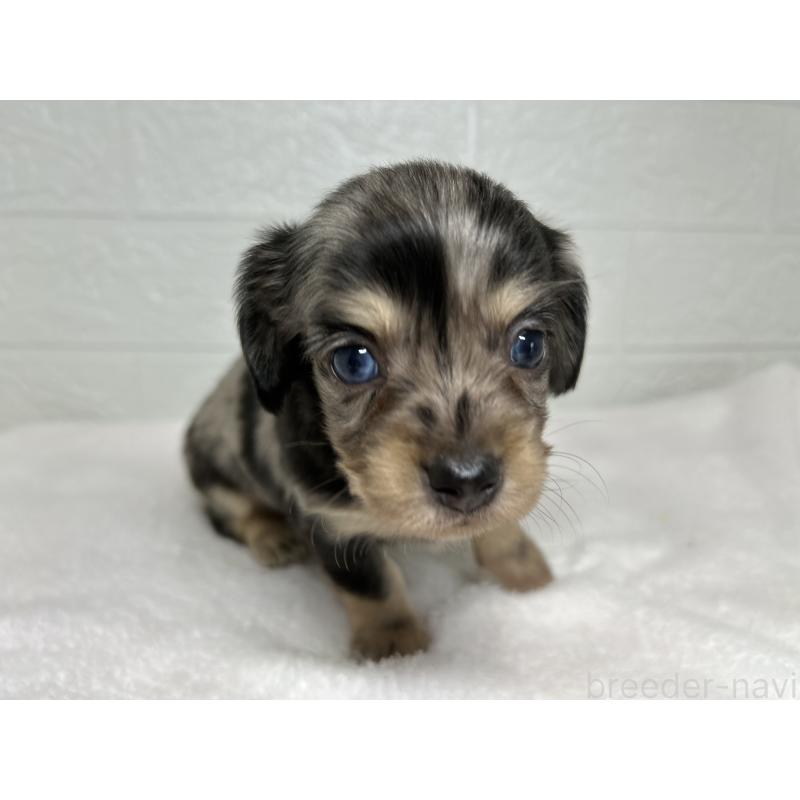 販売中の埼玉県のチワックス:チワワ×ミニチュアダックスフンド-442194の6枚目