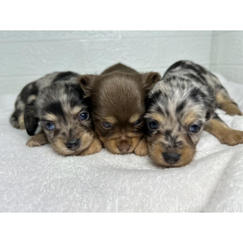 販売中の埼玉県のチワックス:チワワ×ミニチュアダックスフンド-442194の5枚目