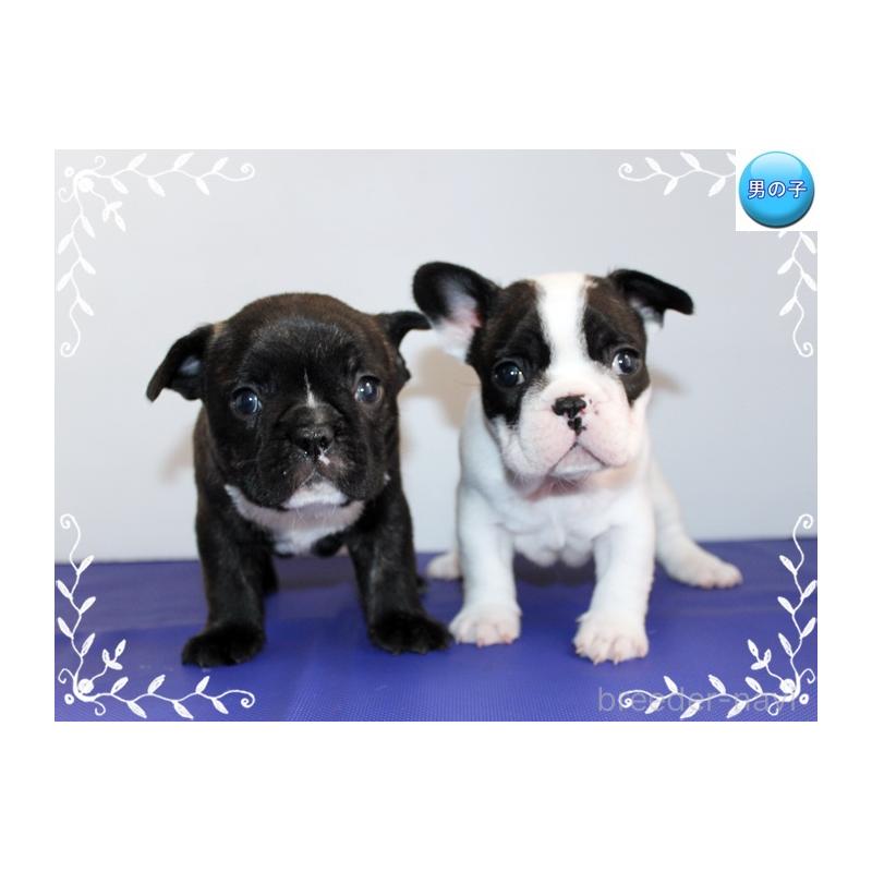 販売中の神奈川県のフレンチブルドッグ-441540