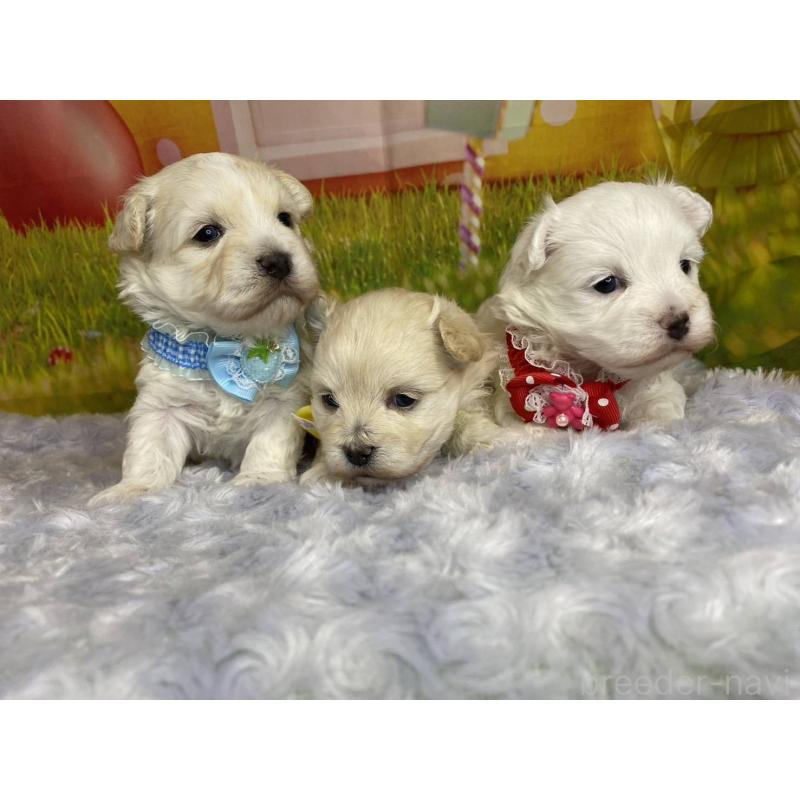 販売中の神奈川県のマルプー:マルチーズ×トイプードル-442195の6枚目