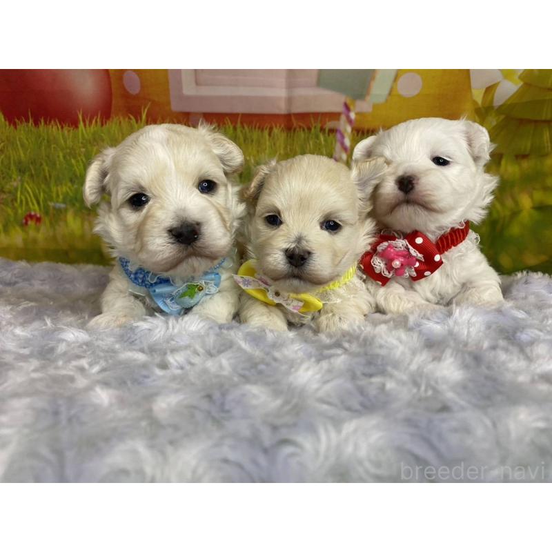 販売中の神奈川県のマルプー:マルチーズ×トイプードル-442195の5枚目