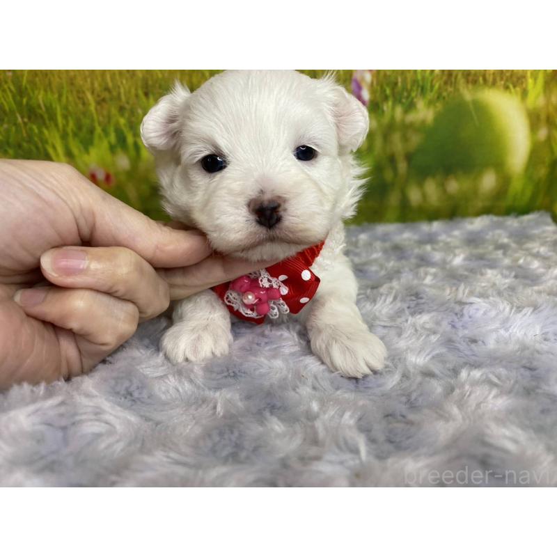 販売中の神奈川県のマルプー:マルチーズ×トイプードル-442195の4枚目