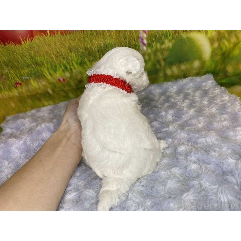 販売中の神奈川県のマルプー:マルチーズ×トイプードル-442195の3枚目