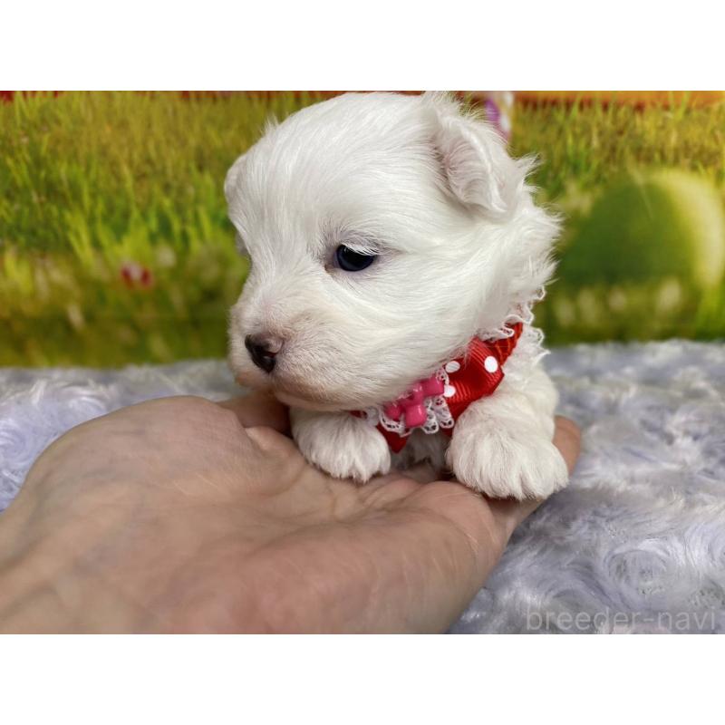 販売中の神奈川県のマルプー:マルチーズ×トイプードル-442195の2枚目