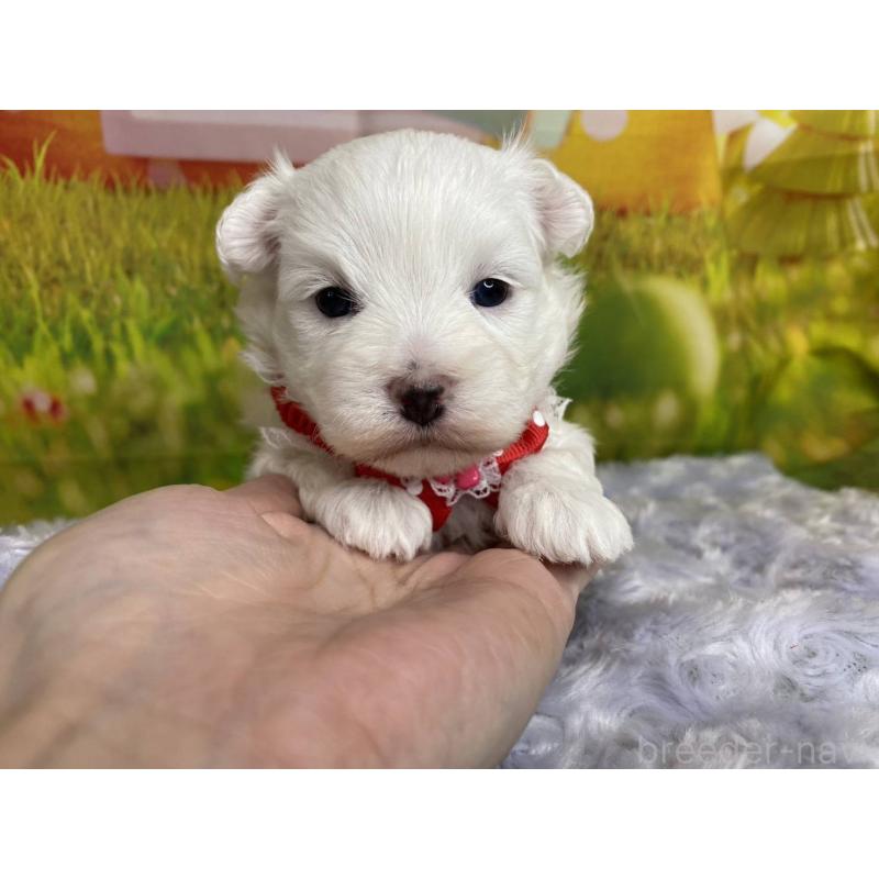 販売中の神奈川県のマルプー:マルチーズ×トイプードル-442195