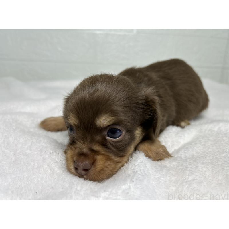 販売中の埼玉県のチワックス:チワワ×ミニチュアダックスフンド-442209の7枚目