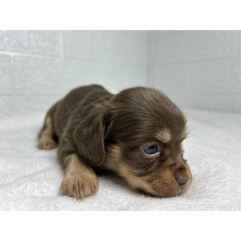 販売中の埼玉県のチワックス:チワワ×ミニチュアダックスフンド-442209の6枚目