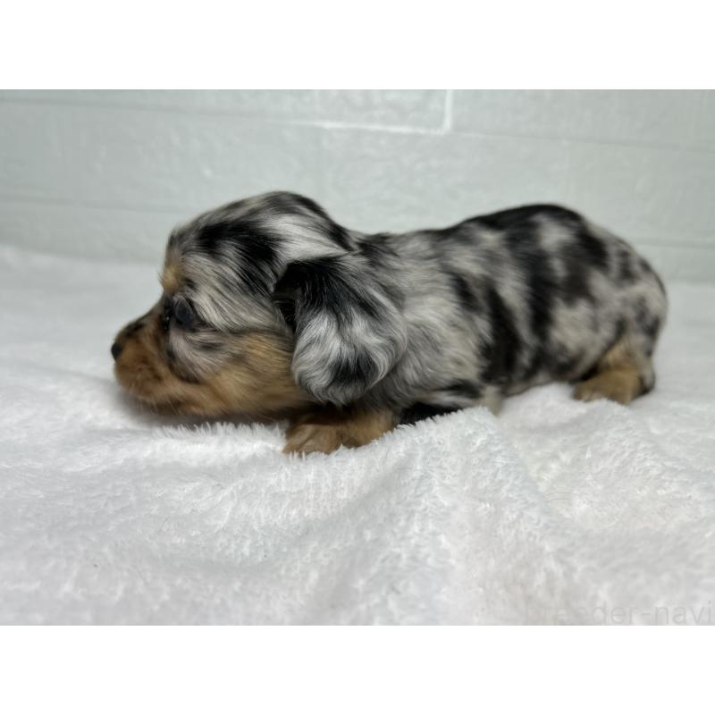 販売中の埼玉県のチワックス:チワワ×ミニチュアダックスフンド-442213の8枚目