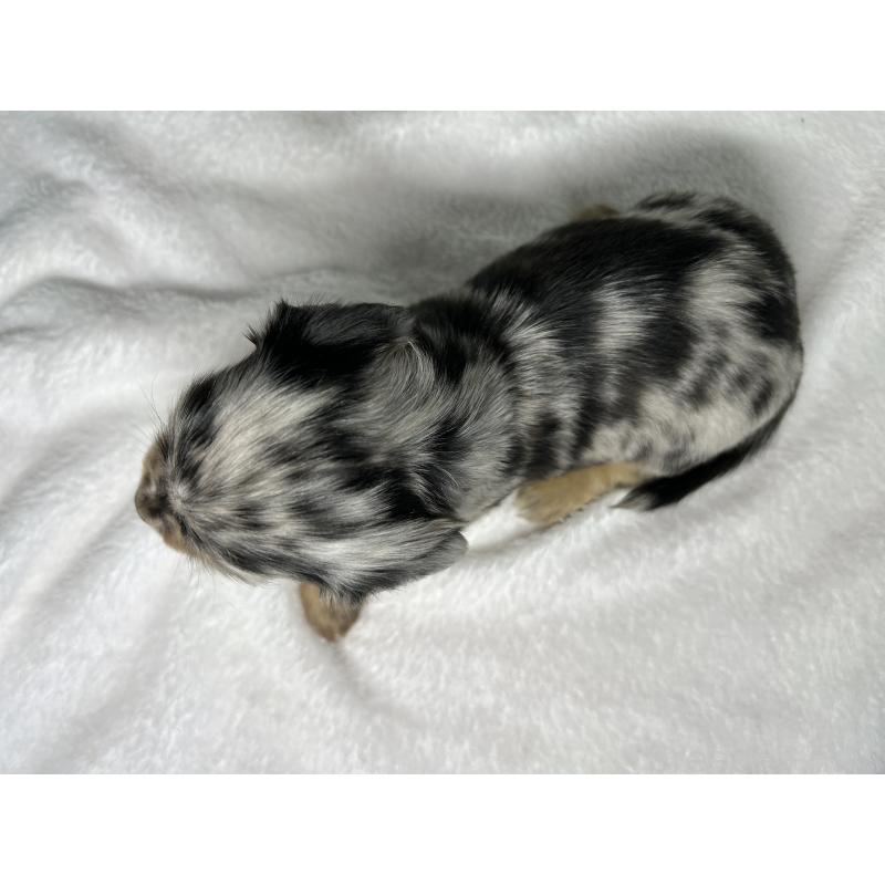 販売中の埼玉県のチワックス:チワワ×ミニチュアダックスフンド-442213の7枚目