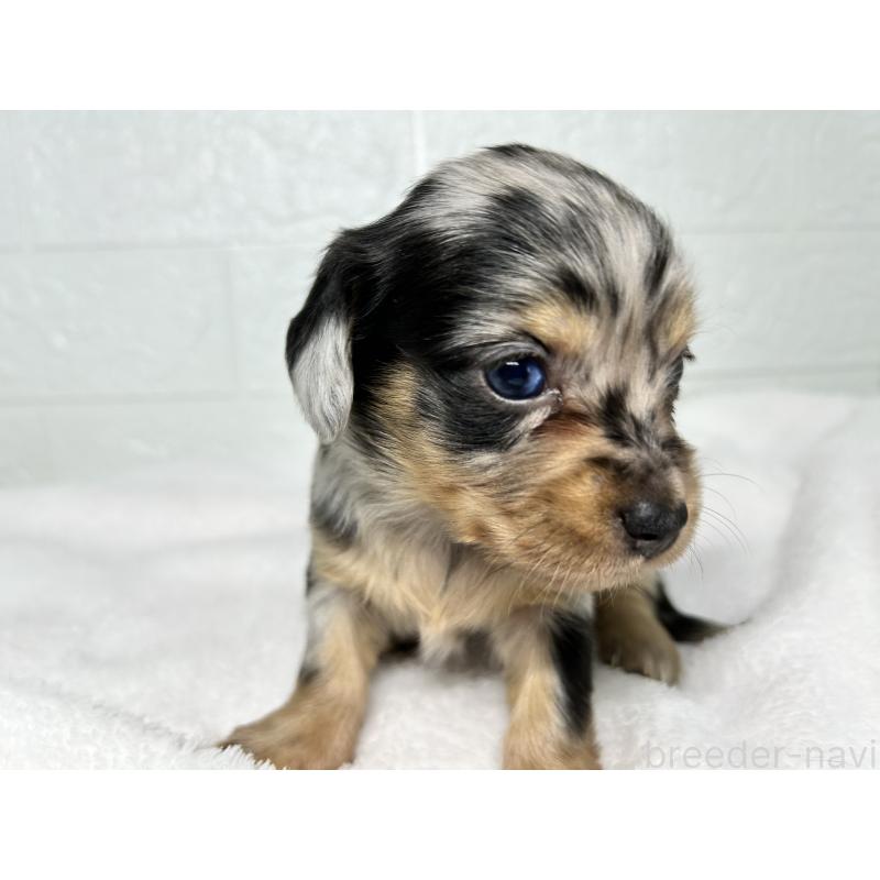 販売中の埼玉県のチワックス:チワワ×ミニチュアダックスフンド-442213の6枚目