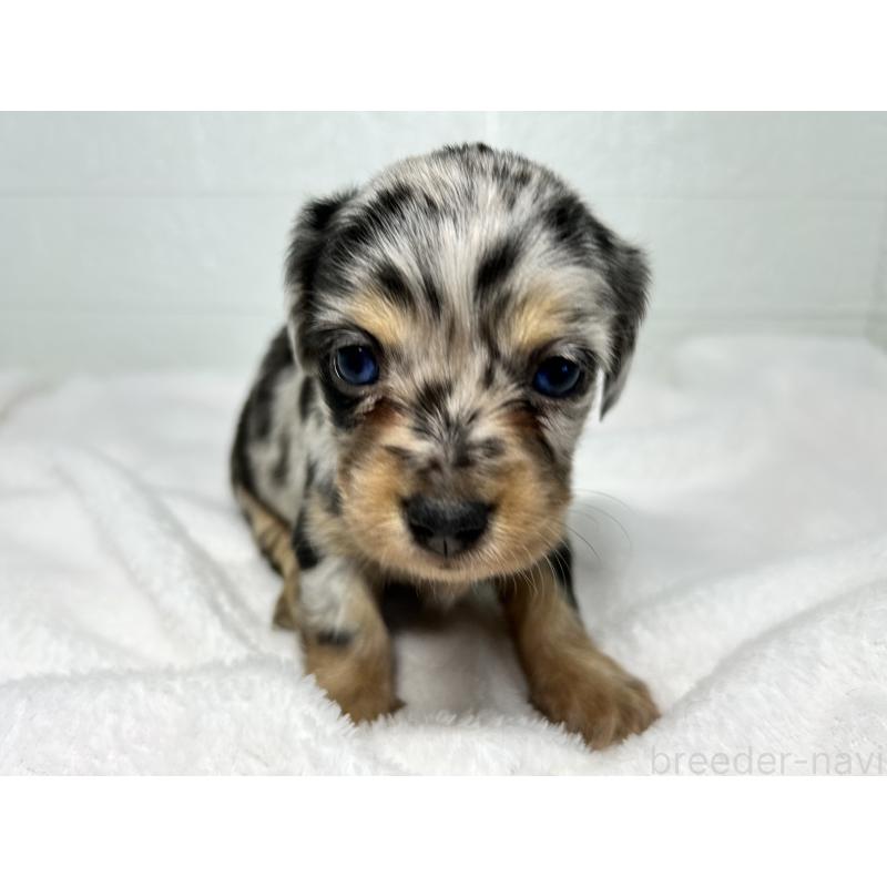 販売中の埼玉県のチワックス:チワワ×ミニチュアダックスフンド-442213の5枚目