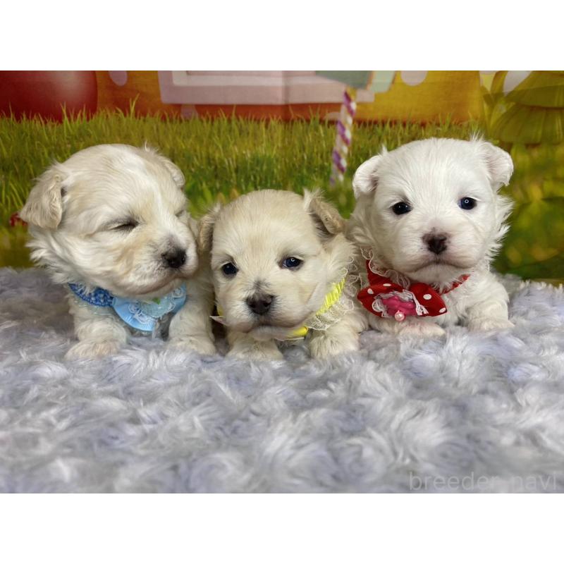 販売中の神奈川県のマルプー:マルチーズ×トイプードル-442212の8枚目