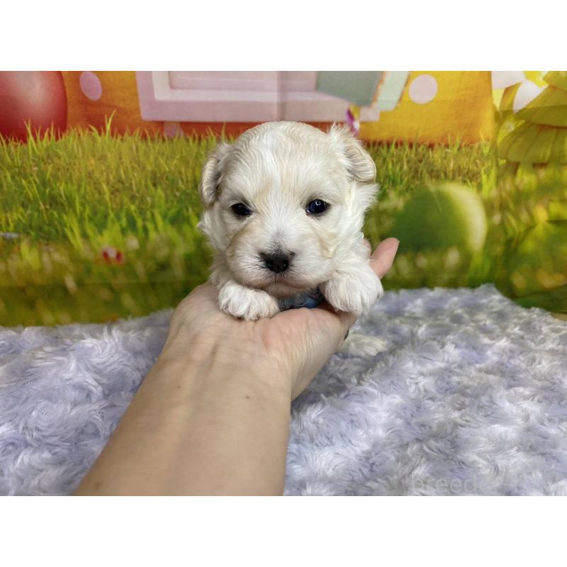 販売中の神奈川県のマルプー:マルチーズ×トイプードル-442212